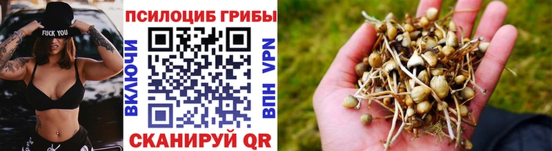 Псилоцибиновые грибы Cubensis  купить наркотик  Рубцовск 